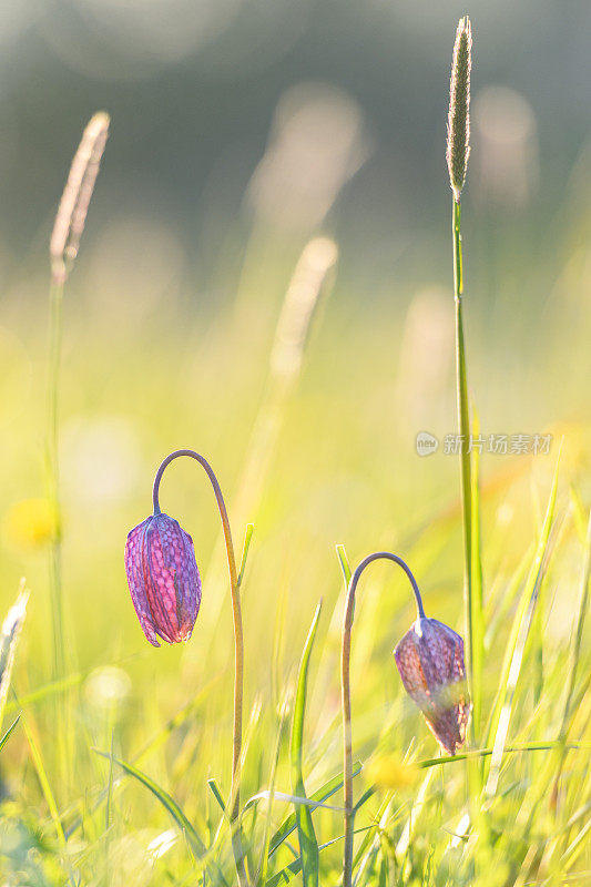 蛇头贝母(Fritillaria meleagris)在一个美丽的春天夕阳草场上